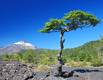 villarica-tree