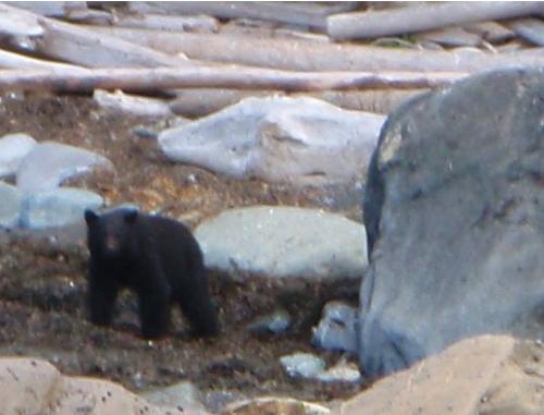 bear-juan-de-fuca
