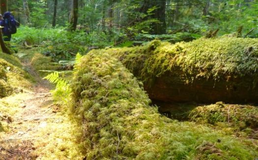 lush temperate rain forest greenery