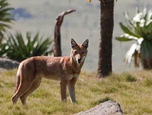 Ethiopian Wolf