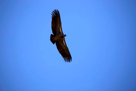 lammergeier - Josh and Nadine