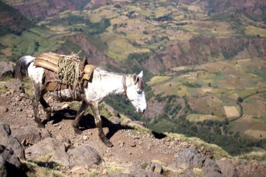 Simien - Josh and Nadine horse