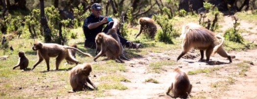 Simien - Rick baboons 600