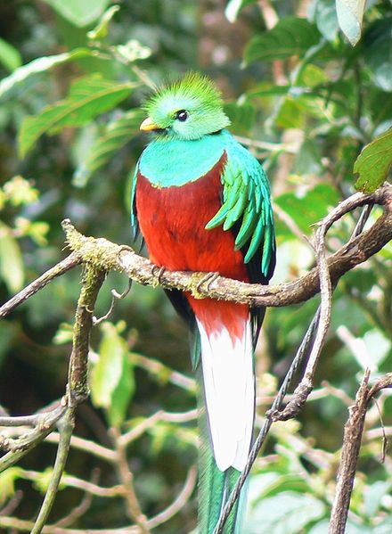 440px-Quetzal01