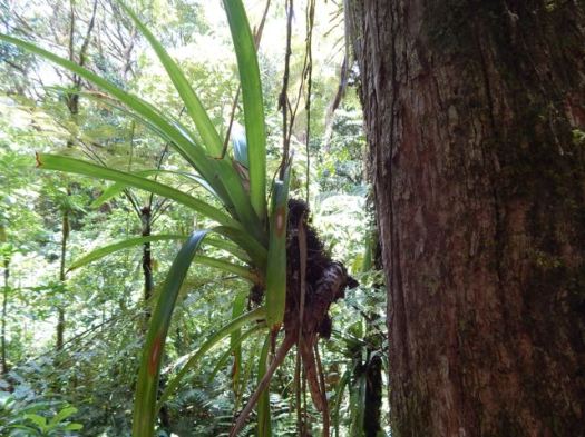 click for larger version