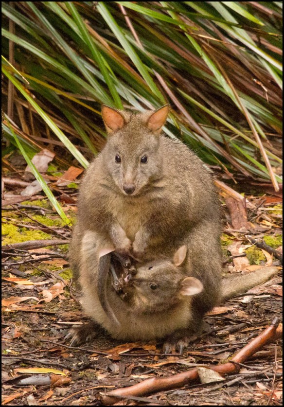Padelmelon with Joey
