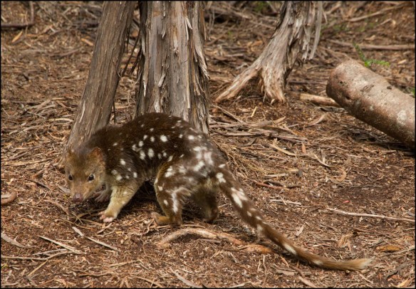 quoll
