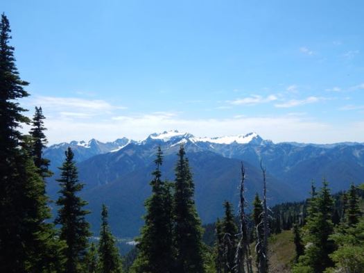 vista from Bogachiel Peak