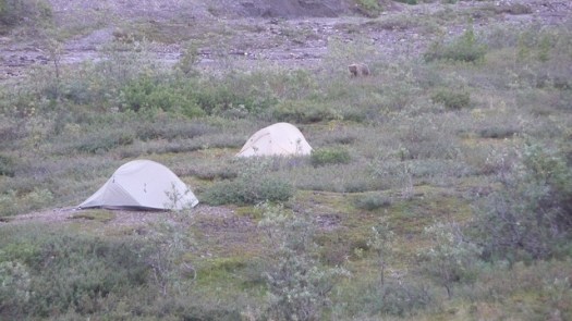Matt Zimmerman - Grizzly bear in Denali National Park