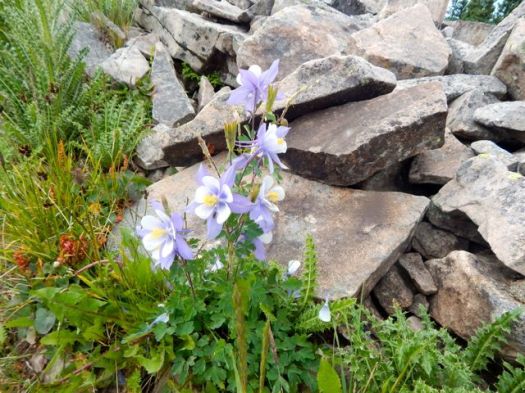 Blue Columbine