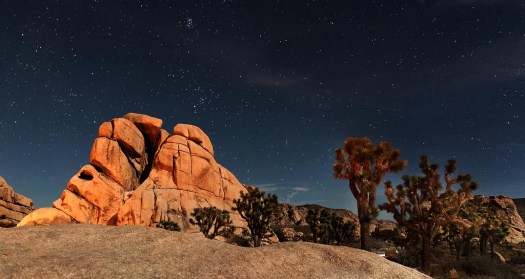 Joshua Tree