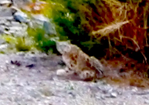 screen grab from video