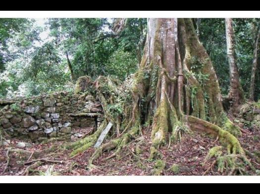 jungle at Vilcabamba