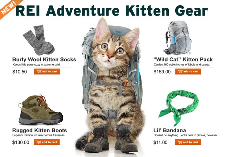 Kitten hiking gear