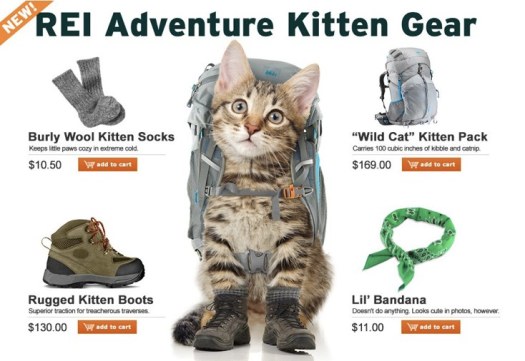Kitten hiking gear