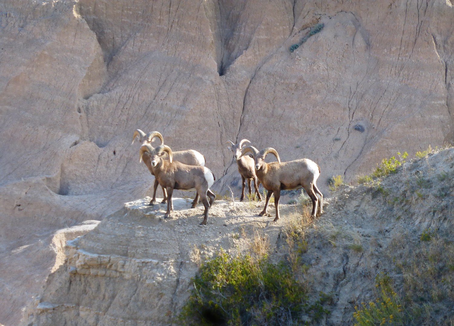 bighorn-sheep