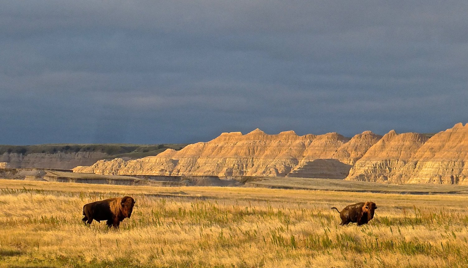bonnie-tyler-and-buffalos