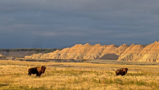 bonnie-tyler-and-buffalos