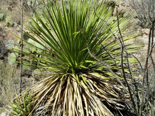 Rattlesnake Canyon, New Mexico