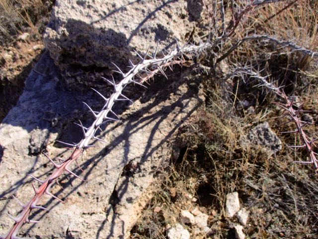 Rattlesnake Canyon, New Mexico