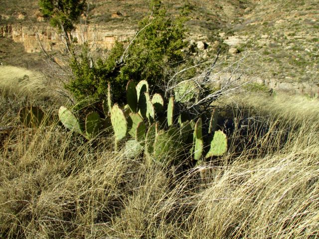 Last Chance Canyon, New Mexico