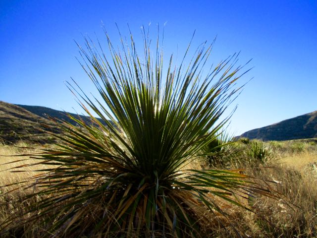 Last Chance Canyon, New Mexico