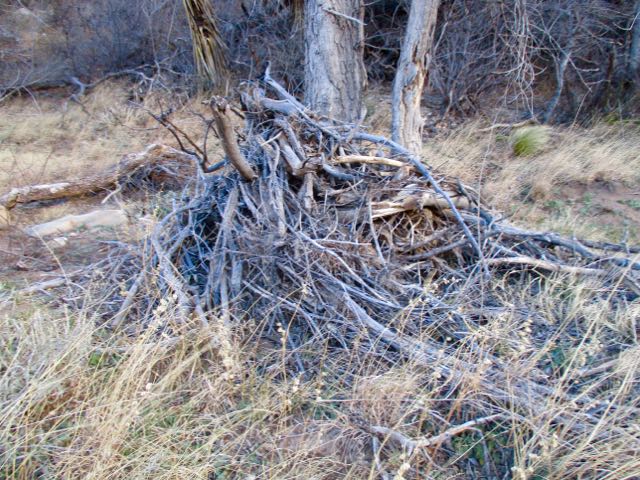 Last Chance Canyon, New Mexico