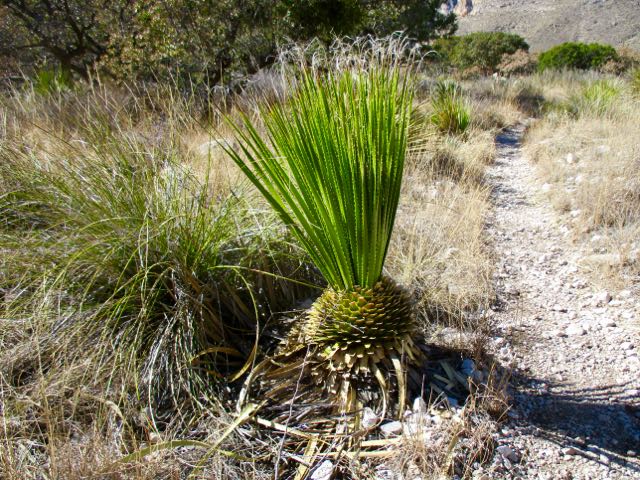 Bowl Loop, Guadalupe Mountains TX