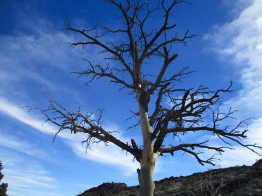 Barber Loop Trail, CA
