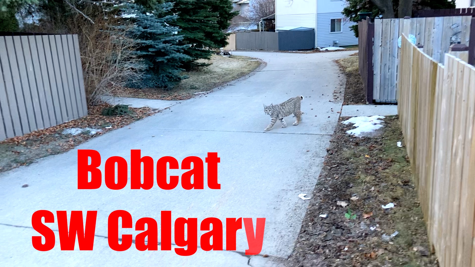 Bobcats in Calgary – besthike.com